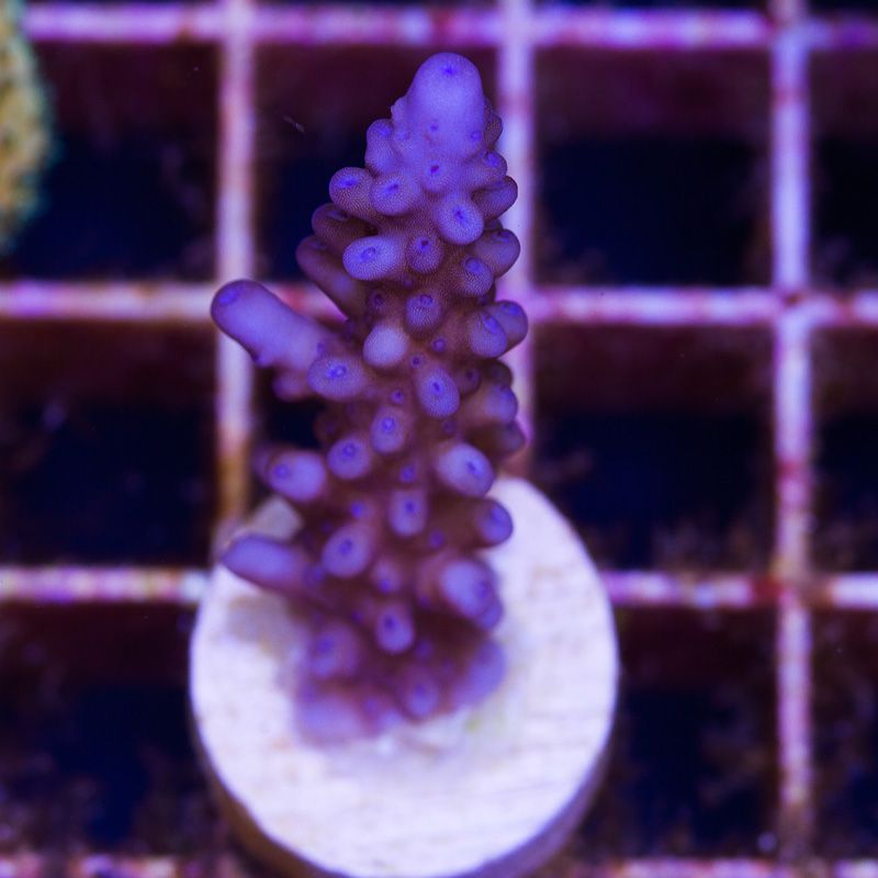 newcoral1559b - 100 New WYSIWYG Acros at Cherry Corals!